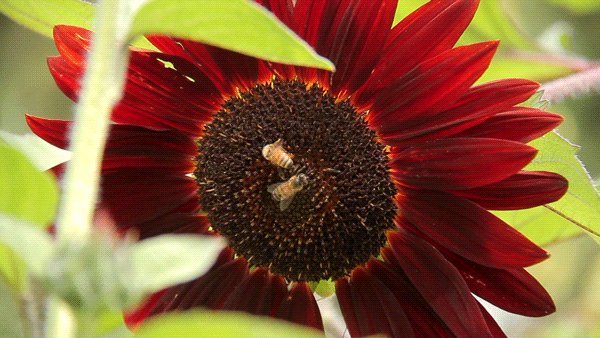 A bee wiggles over a flower at the Denver Botanic Garden. (Kevin J. Beaty)