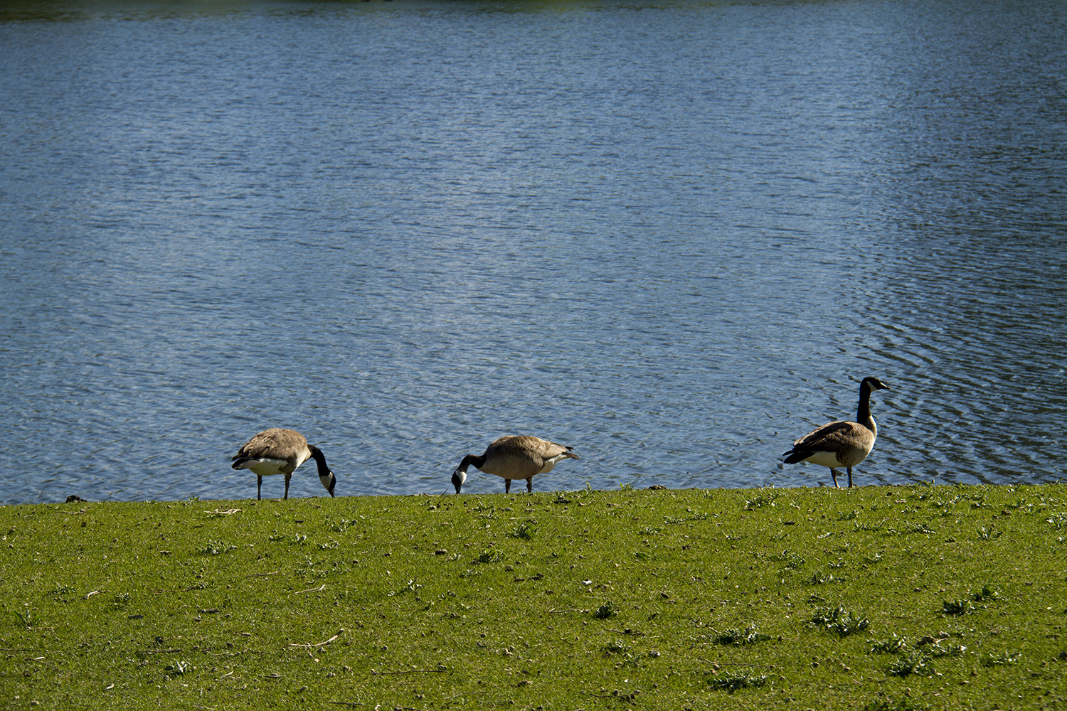 Scenes from City Park.
ciytscape; skyline; city park; lake; goose; geese; denverite; denver; colorado; kevinjbeaty