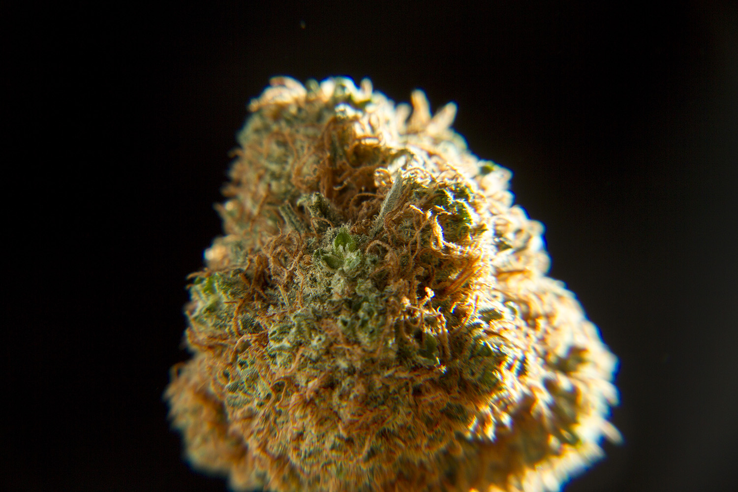 Denver's latest cash crop. (Kevin J. Beaty/Denverite)
marijuana; pot; weed; denver; colorado; denverite; kevinjbeaty;