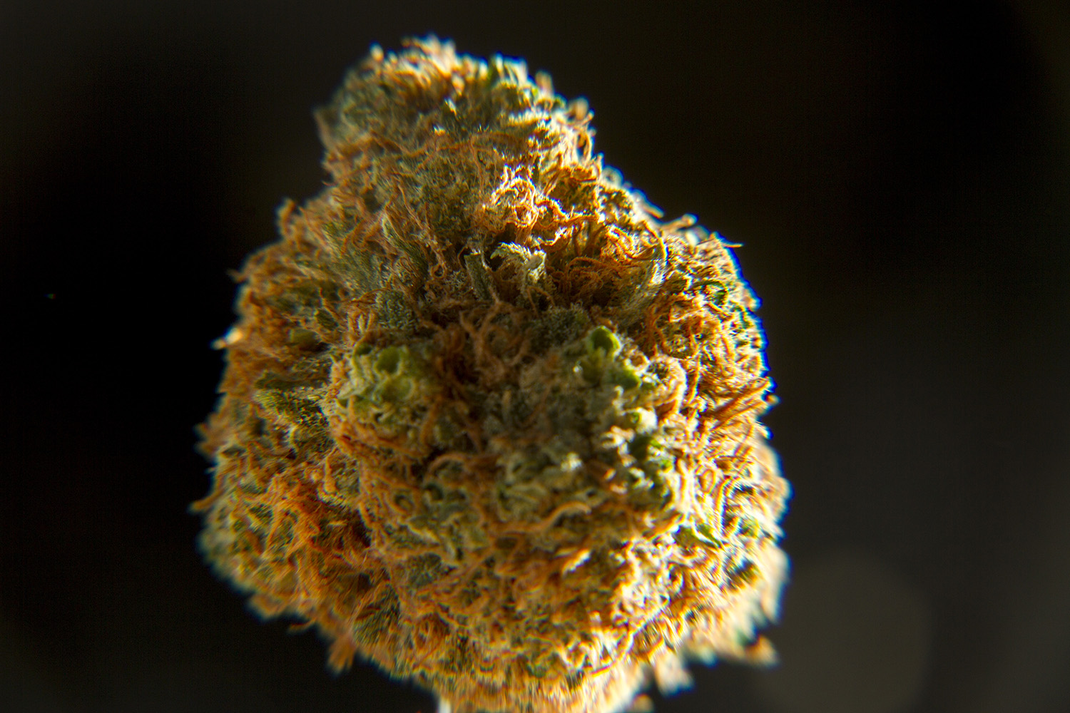 Denver's latest cash crop. (Kevin J. Beaty/Denverite)
marijuana; pot; weed; denver; colorado; denverite; kevinjbeaty;