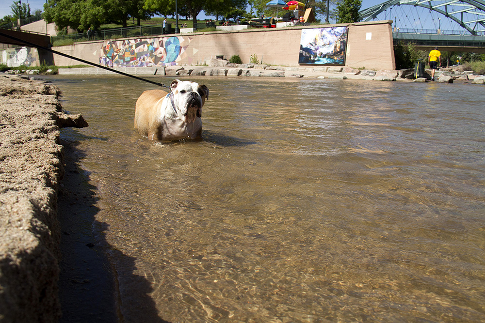 A bulldog cools off in the Cherry Creek at Confluence Park. (Kevin J. Beaty/Denverite)
confluence park; platte; cherry creek; animals; kevinjbeaty; denver; denverite; colorado;