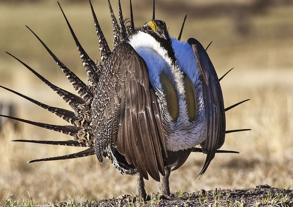 Flamboyant field bird gets another look from Trump officials, with
