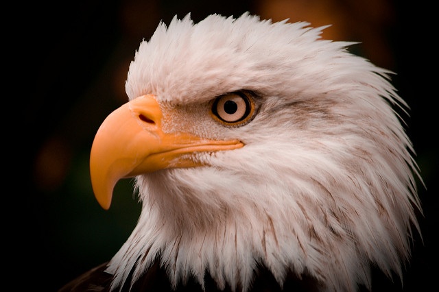 Bald eagle. America. (andrewngo1760/Flickr)