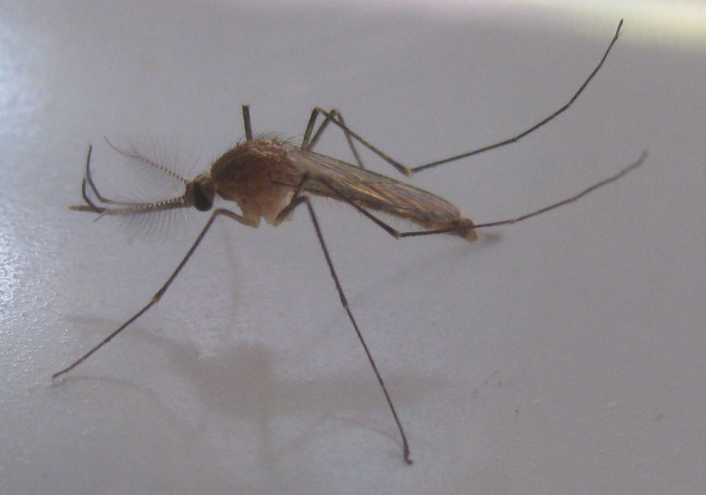 Culex mosquitos carry West Nile. (Ton Rulkens/Flickr)