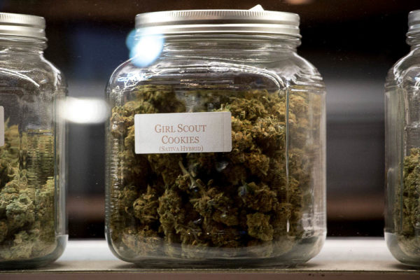 Gir Scout Cookies strain of cannabis at Simply Pure. (Chloe Aiello/Denverite)
dispensary; marijuana