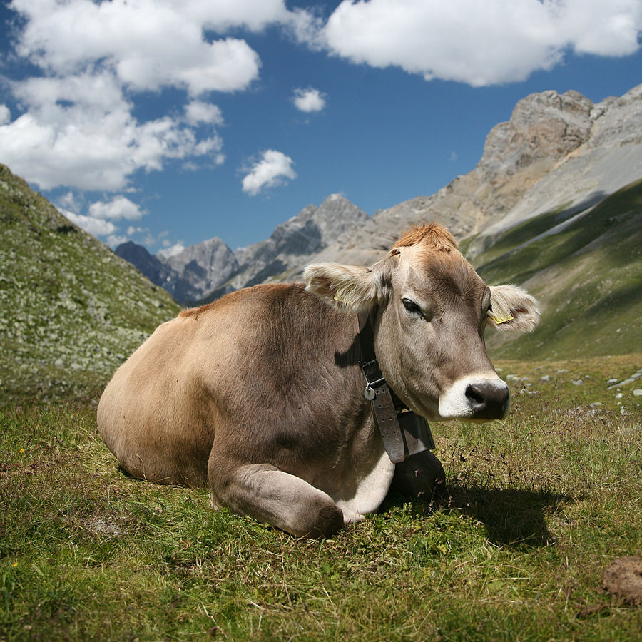 (Daniel Schwen/Wikimedia Commons)