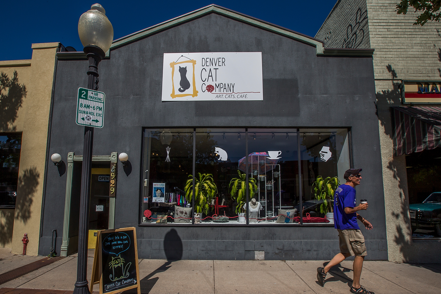 Opinion Lessons learned from opening a cat cafe (and my top four cat