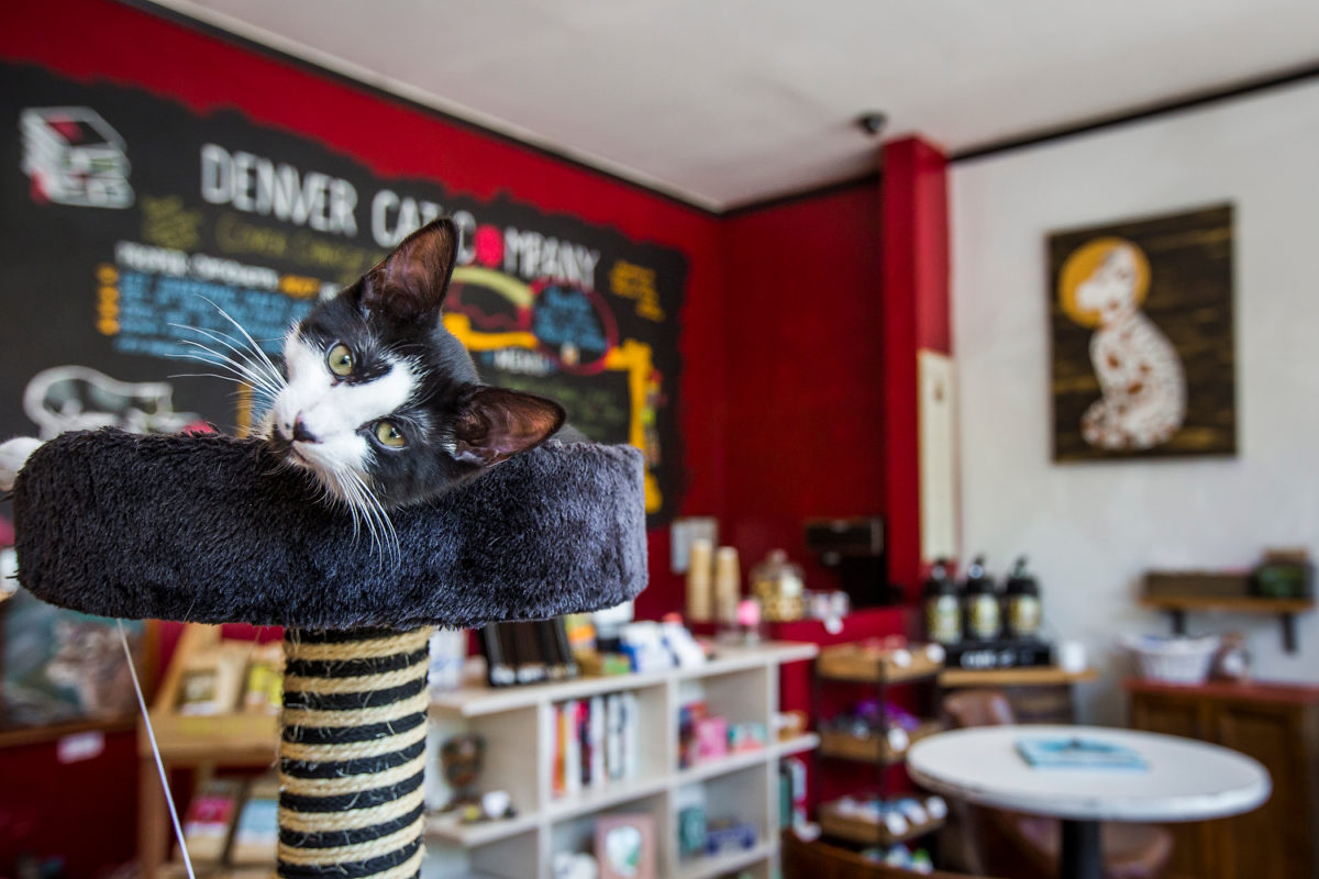 Opinion Lessons learned from opening a cat cafe (and my top four cat