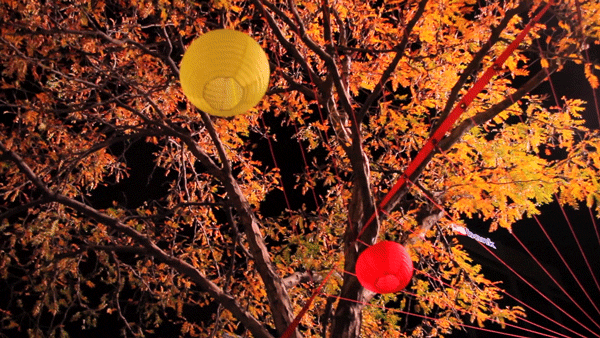 Fall foliage over the 16th Street Mall. (Kevin J. Beaty/Denverite)