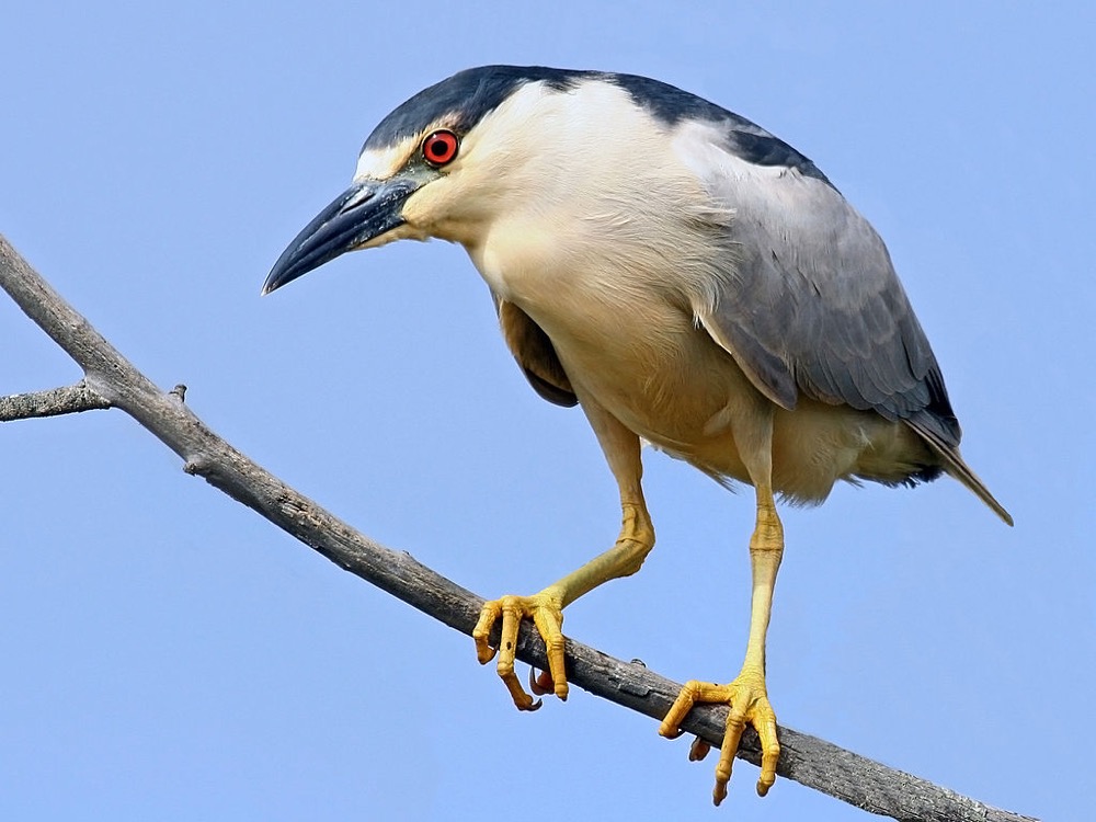 A black-crowned night heron. (Mike Baird/Wikimedia Commons)