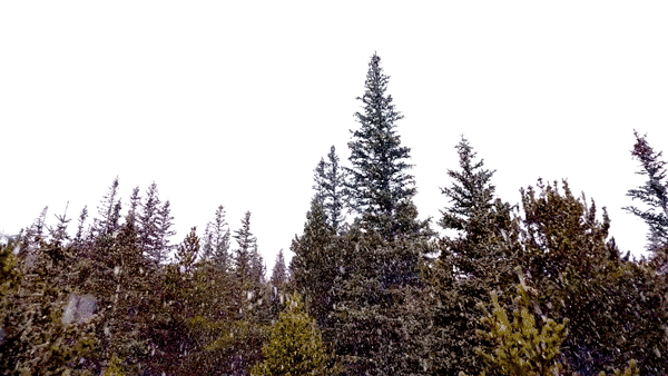 Snowy conditions at St. Mary's Glacier. (Kevin J. Beaty/Denverite)
snow; weather; cowx; snow; st mary's glacier; mountains; denverite; colorado; kevinjbeaty