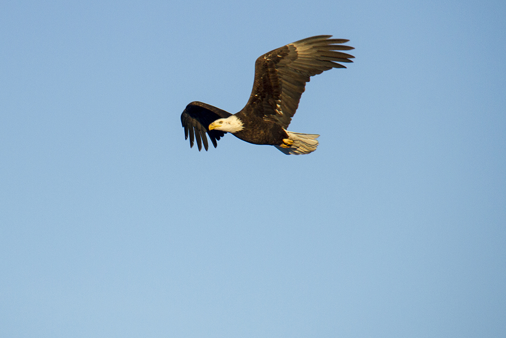 A bald eagle flies over City Park. (Kevin J. Beaty/Denverite)
animals; birds; city park; denver; denverite; colorado; winter; kevinjbeaty;