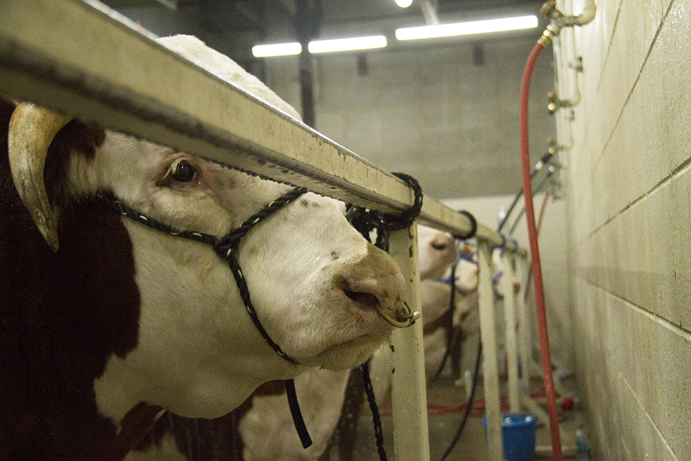 A nose-ringed bull at the National Western Complex. (Kevin J. Beaty/Denverite)
national western stock show; nwss; national western center; development; environment; kevinjbeaty; denver; denverite; colorado;