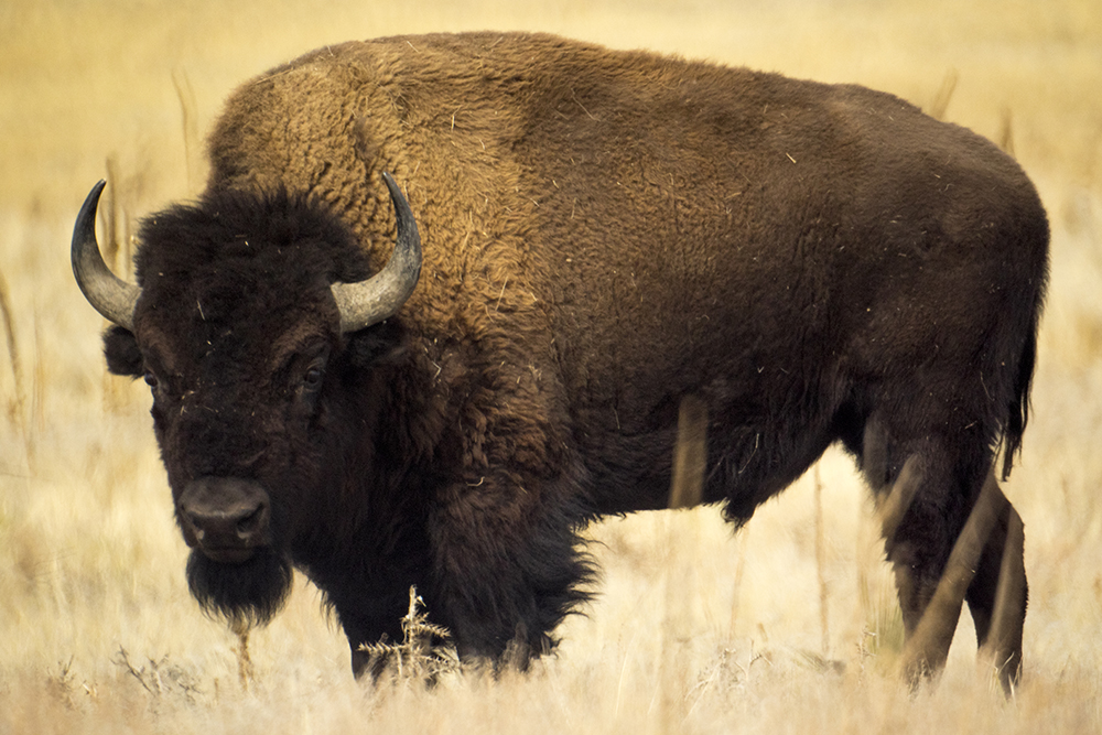 Bison at Rocky Mountain Arsenal, Feb. 12, 2017. (Kevin J. Beaty/Denverite)
rocky mountain arsenal; kevinjbeaty; denver; colorado; denverite; nature; buffalo; bison; animals;