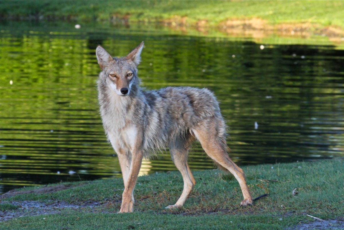 coyotes western store