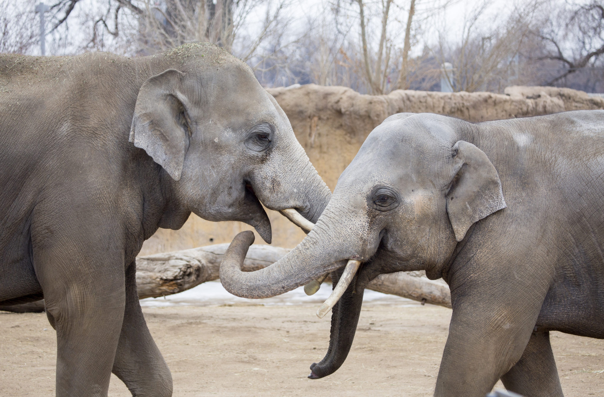 Elephants Bodhi and Billy playfully spar in their yard. (Courtesy of Denver Zoo)