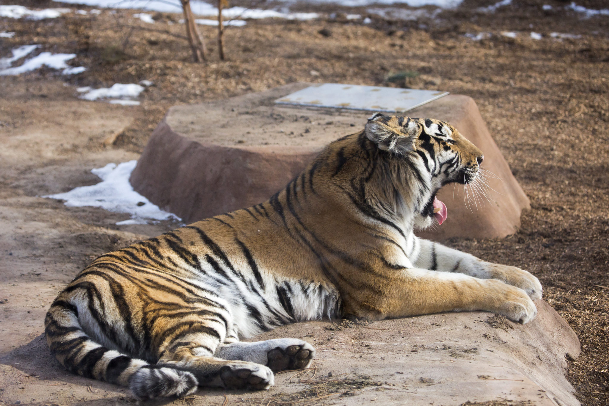 Denver's newest tiger, 6-year-old Nikita. (Courtesy of the Denver Zoo)