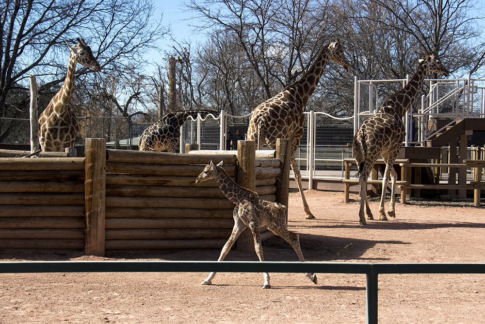 Dobby the adorable baby giraffe at the Denver Zoo. (Kevin J. Beaty/Denverite)
giraffe; denver zoo; animals; kevinjbeaty; denverite; colorado; kevinjbeaty;