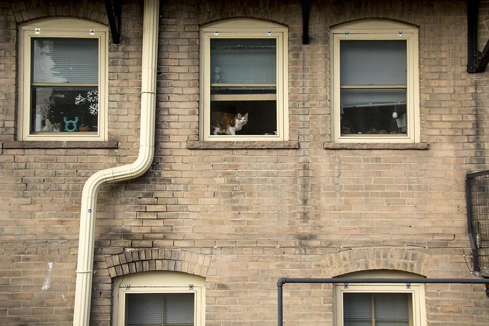 A North Capitol Hill window cat. (Kevin J. Beaty/Denverite) denver; colorado; kevinjbeaty; denverite; north capitol hill; cowx; weather;
