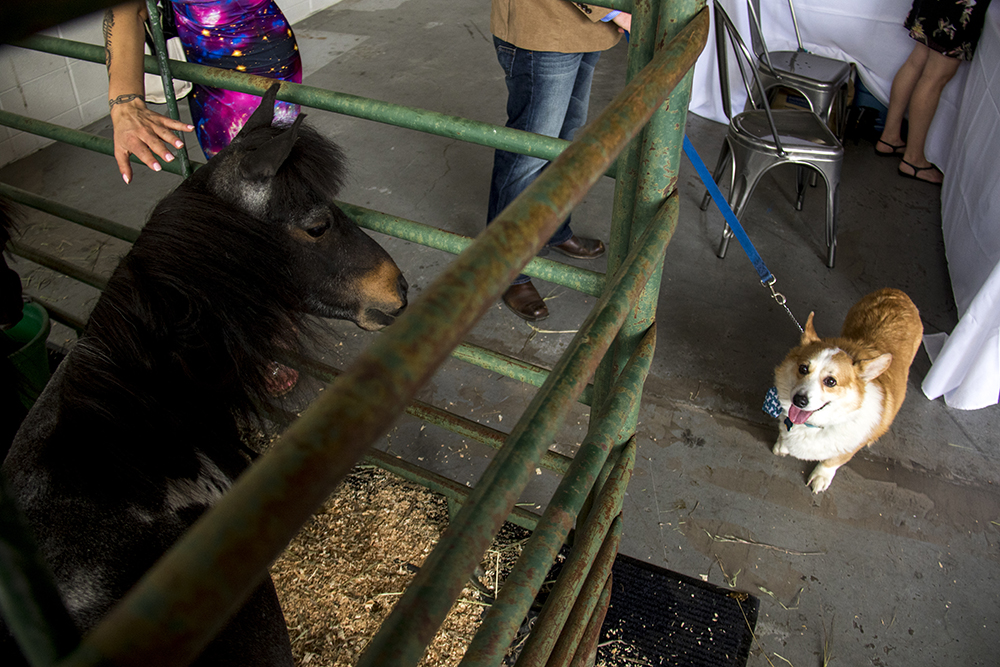 Nerbie meets a mini horse. A Kentucky Derby party at Stanley Marketplace, May 6, 2017. (Kevin J. Beaty/Denverite)
stanley marketplace; kentucky derby; aurora; kevinjbeaty; denverite; colorado; dogs; pets; animals;