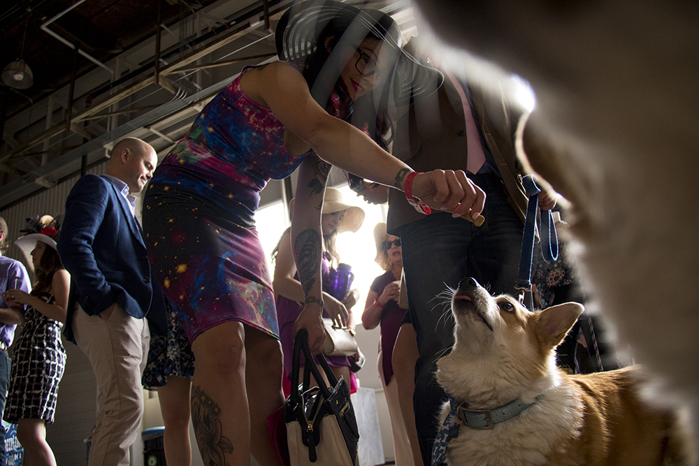 Nerbie zeroes in on a treat. A Kentucky Derby party at Stanley Marketplace, May 6, 2017. (Kevin J. Beaty/Denverite)
stanley marketplace; kentucky derby; aurora; kevinjbeaty; denverite; colorado; dogs; pets; animals;