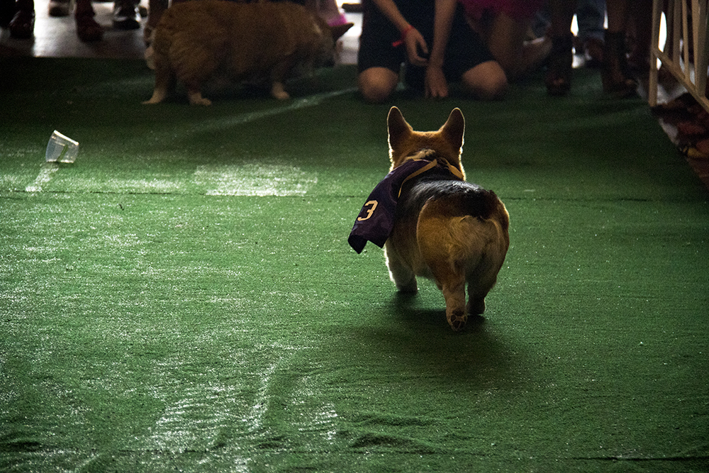 One Corhi might be noncommittal about winning the race. A Kentucky Derby party at Stanley Marketplace, May 6, 2017. (Kevin J. Beaty/Denverite)
stanley marketplace; kentucky derby; aurora; kevinjbeaty; denverite; colorado; dogs; pets; animals;