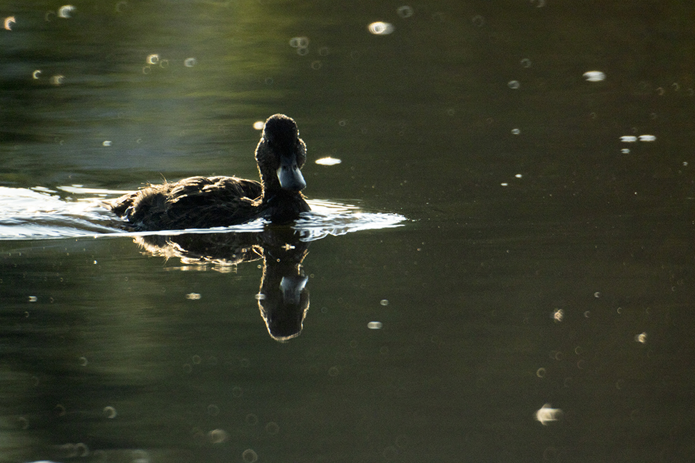 Ducks go for a morning swim in the South Platte River. (Kevin J. Beaty/Denverite)
south platte river; environment; ecology; denver; denverite; kevinjbeaty;