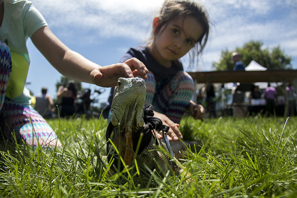 Young Elena (left) and Eva pet Rex the iguana. The 420 Games at Berkeley Lake Park, July 22, 2017. (Kevin J. Beaty/Denverite)
420 games; Berkeley Lake Park; berkely; kevinjbeaty; denver; denverite; colorado;