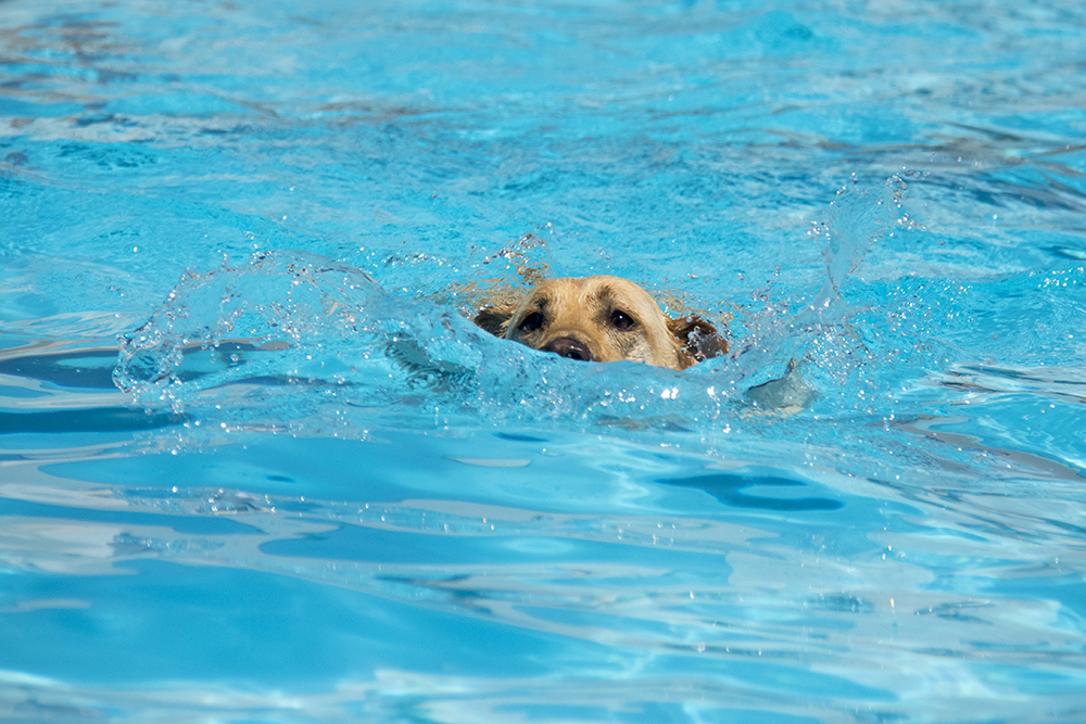 Dog-a-Pool-ooza at Cook Park Pool, Aug. 13, 2017. (Kevin J. Beaty/Denverite)