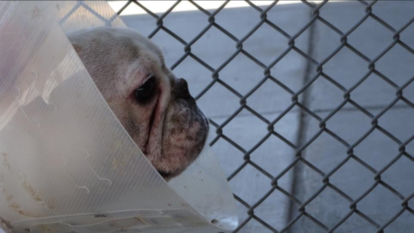 A French bulldog confiscated in Denver. (Denver Environmental Health)