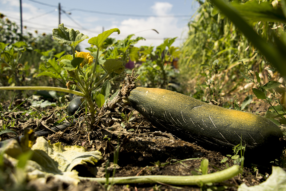 Squash grows in Re:Vision's urban farm off of Morrison Road in Westwood, Sept. 11, 2017. (Kevin J. Beaty/Denverite)
kevinjbeaty; denver; denverite; colorado; morrison road; westwood; food; urban farm; agriculture;