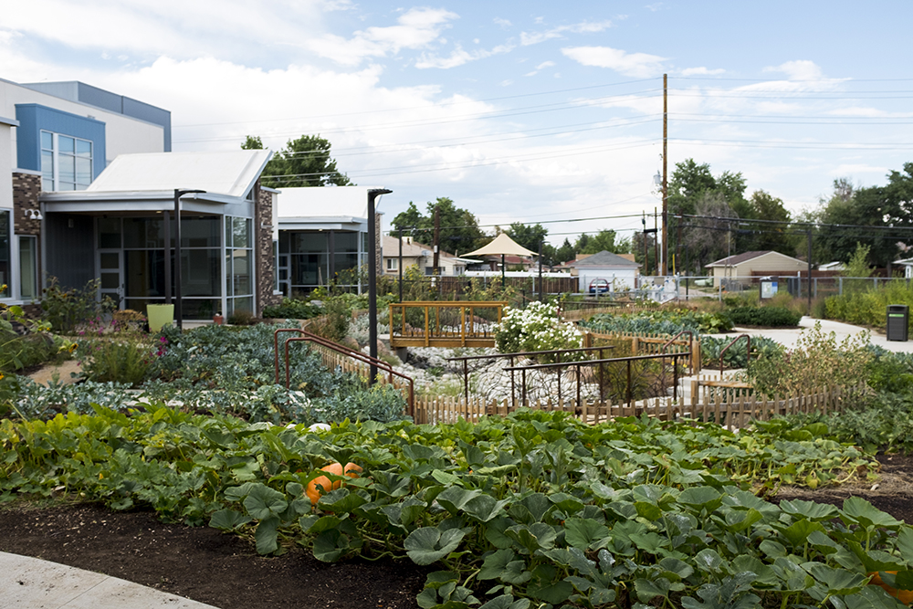 Fresh veggies grow in an expansive plot at the Dahlia Campus for Health - Mental Health Center of Denver in Northeast Park Hill. (Kevin J. Beaty/Denverite)