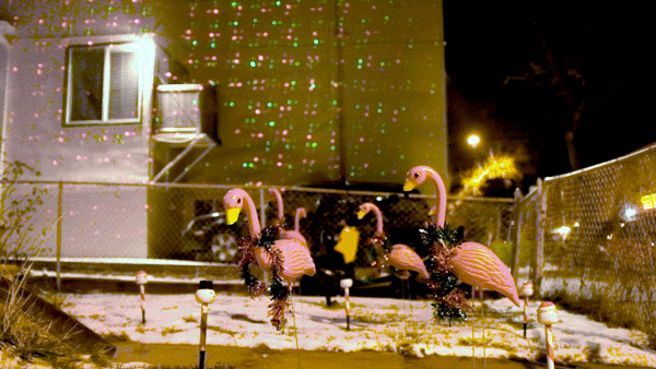 Holiday flamingos in Capitol Hill, Dec. 22, 2017. (Kevin J. Beaty/Denverite)
christmas; yard art; kevinjbeaty; capitol hill; denver; denverite; colorado;