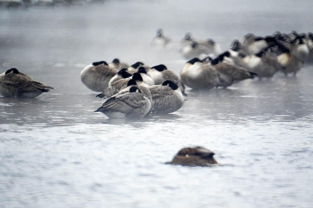 A metric motherload of Canada geese on the South Platte River in Overland. (Kevin J. Beaty/Denverite)
colorado; denver; denverite; kevinjbeaty; overland; animals; nature; weather; cowx; winter; snow; cold; south platte river;