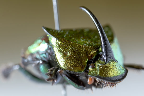 Here's what dung beetles can tell us about Colorado's past, present and  future
