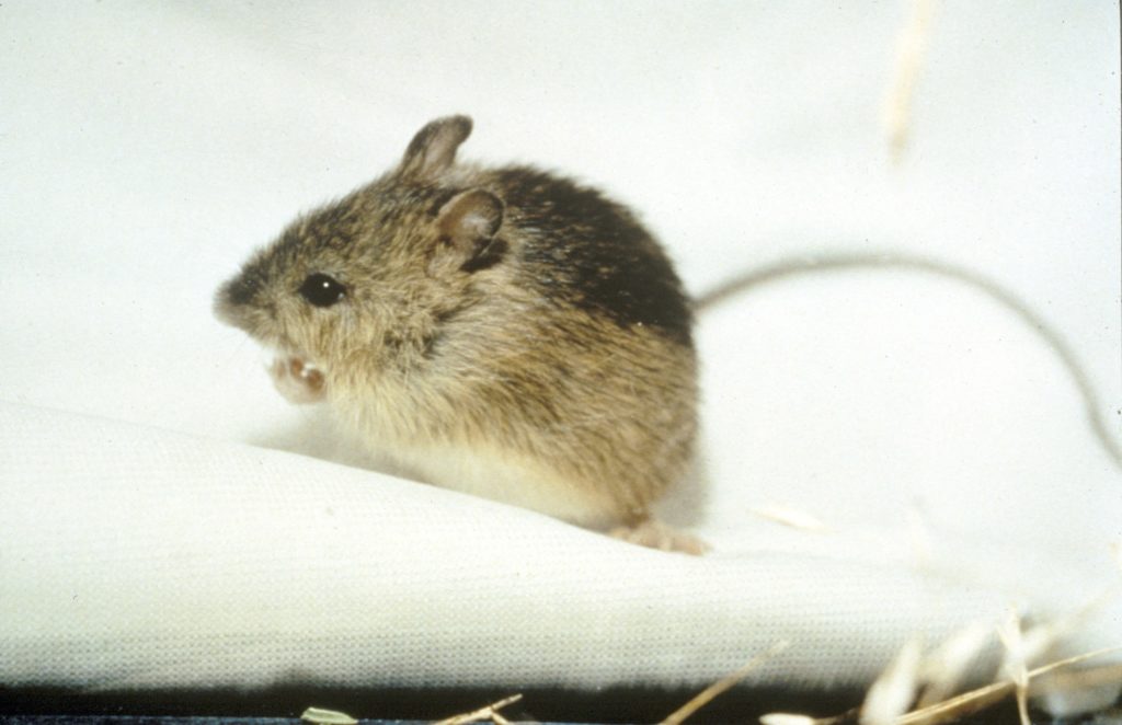 Mouse found in Colorado, Wyoming remains on protected list Denverite