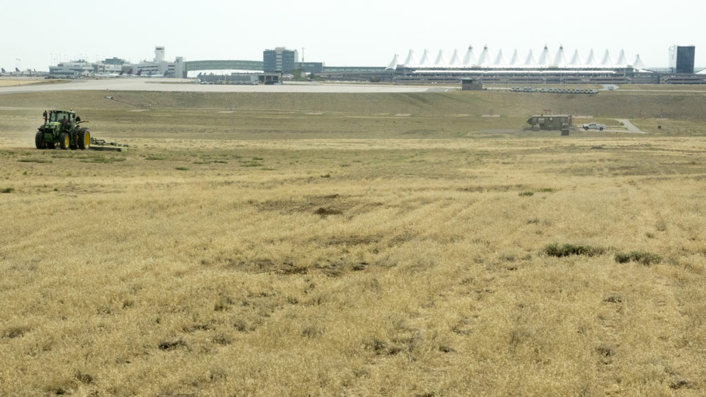 Tractors mow Denver International Airport's grassy monoculture, July 19, 2018. (Kevin J. Beaty/Denverite)