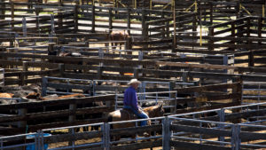 A horseman rides around the National Western Center, June 25, 2018. (Kevin J. Beaty/Denverite)
