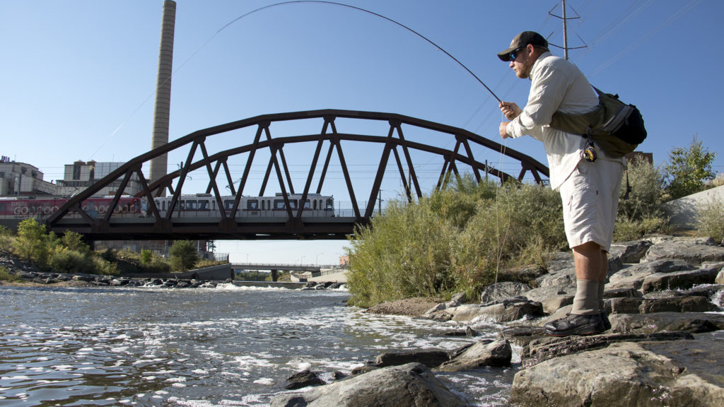 Ty Clifton quests for carp near Sun Valley. Denver Trout Unlimited's 12th annual Carpslam flyfishing tournament on the South Platte River, Sept. 9, 2018. (Kevin J. Beaty/Denverite)
