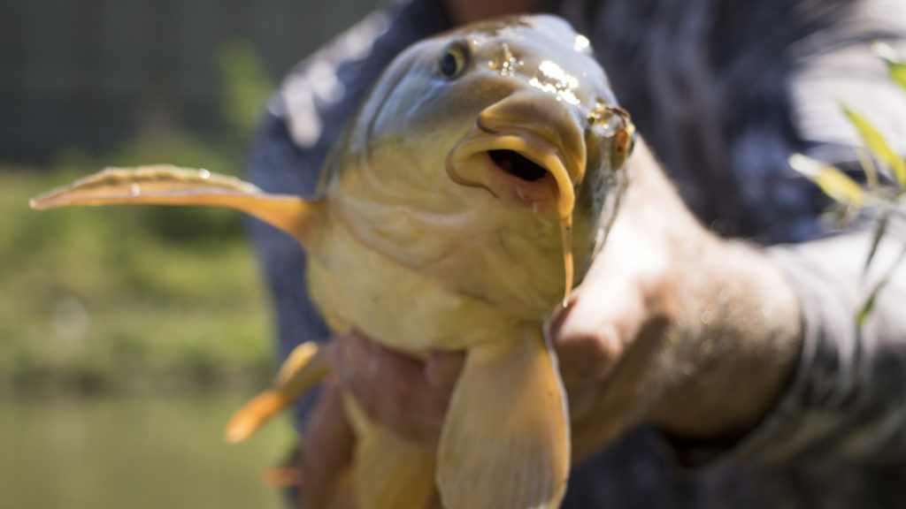 Gifford Maytham caught a carp during Denver Trout Unlimited's 12th annual Carpslam flyfishing tournament on the South Platte River, Sept. 9, 2018. (Kevin J. Beaty/Denverite)