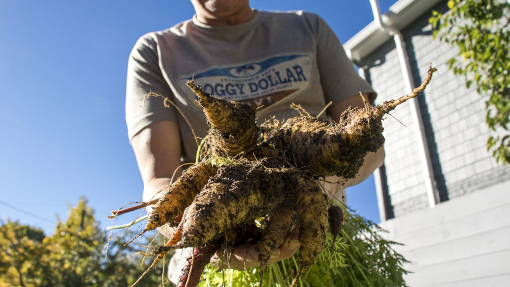 Paul Heitzenrater holds carrots from the garden in his Montclair backyard, Oct. 12, 2018. (Kevin J. Beaty/Denverite)