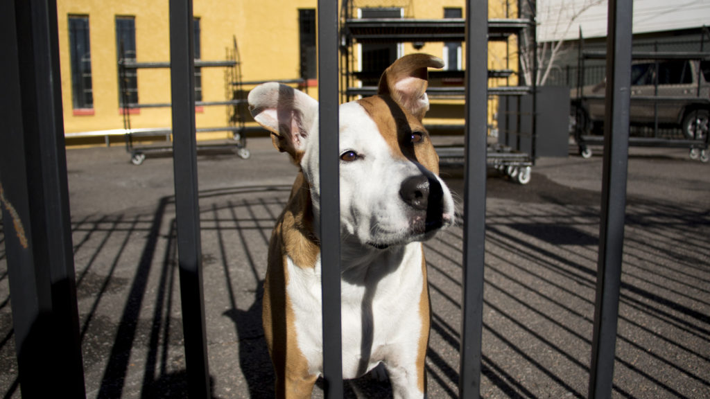 Henry the flower shop dog hangs out in front of the soon-opening Plant Garage, which will replace Urban Roots in the Golden Triangle area, Nov. 13, 2018. (Kevin J. Beaty/Denverite)