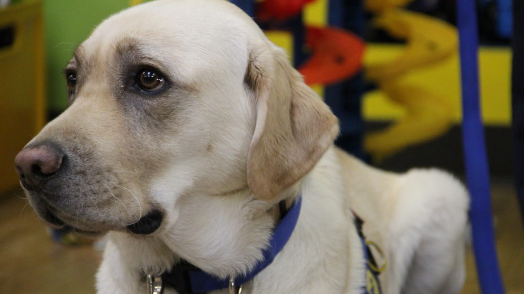 Rylan, a two-year-old facility dog at the Denver District Attorney's Office, during his introduction on Thursday, Dec. 27, 2018, at the Rose Andom Center. (Esteban L. Hernandez/Denverite)