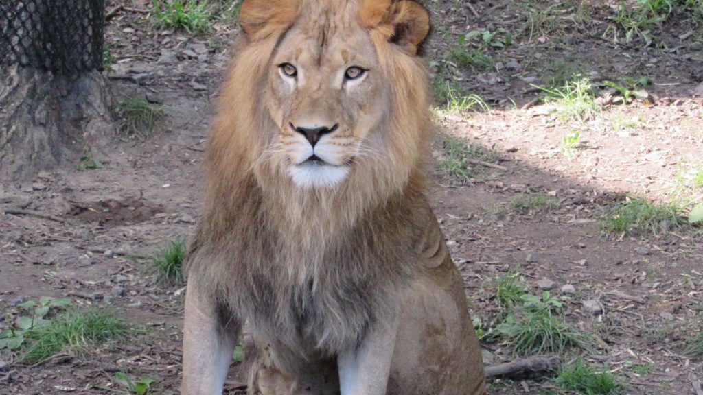 Tobias, the Denver' Zoo's new lion. (Courtesy of Denver Zoo)