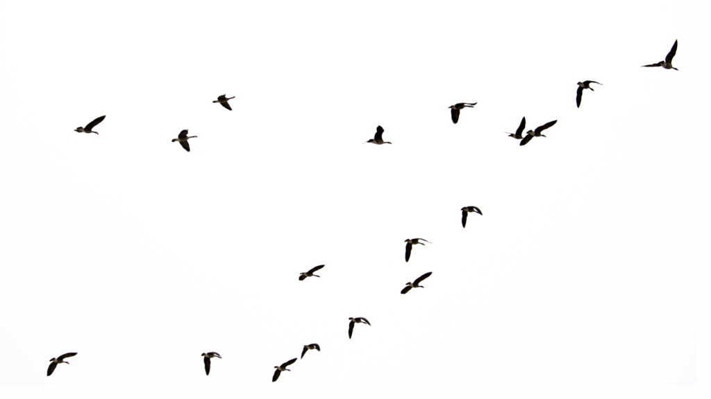 Geese fly over Windsor Gardens, Feb. 27, 2019. (Kevin J. Beaty/Denverite)