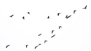 Geese fly over Windsor Gardens, Feb. 27, 2019. (Kevin J. Beaty/Denverite)