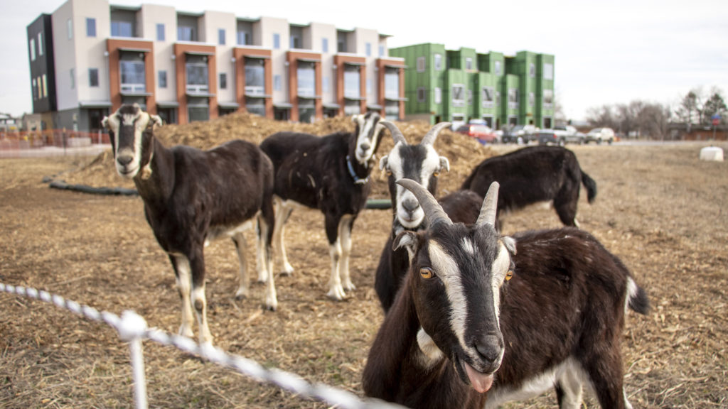 Developer Norbert Klebl's weed-eating goats on site at his Geos Neighborhood in Arvada, March 26, 2019. (Kevin J. Beaty/Denverite)