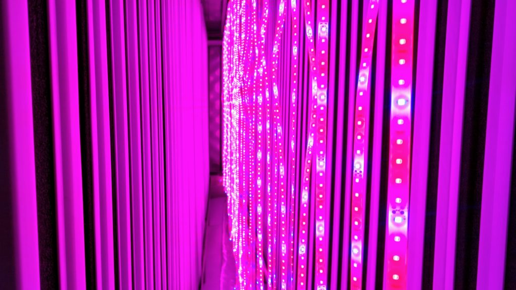 No, it's not a new interactive art installation. It's Metro Caring's hydroponic farm. (Donna Bryson/Denverite)