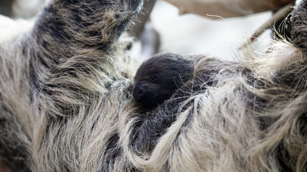 A baby sloth and its mother at the Denver Zoo. April 16, 2019. (Courtesy Denver Zoo)