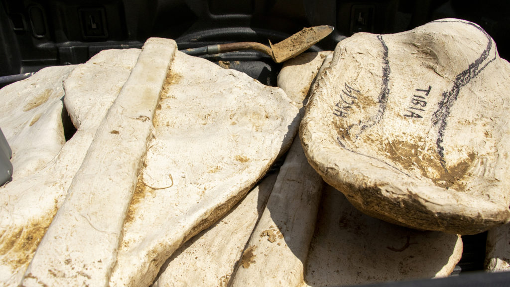 Newly found dinosaur fossils arrive dressed in plaster to the Denver Museum of Nature and Science, May 29, 2019. (Kevin J. Beaty/Denverite)